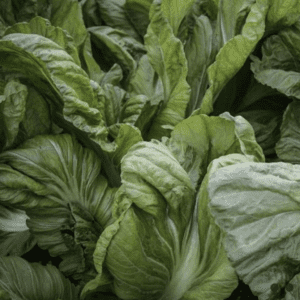 Fresh green lettuce leaves packed closely together.